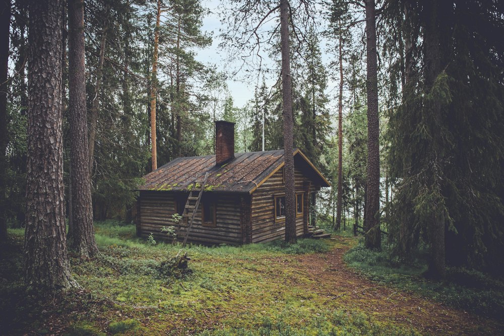 Timber cabin in Montana woods